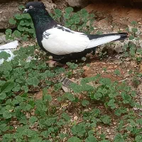 دوکت سفید|حراج|فسا, |دیوار