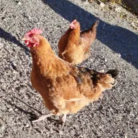 تعدادی مرغ و جوجه