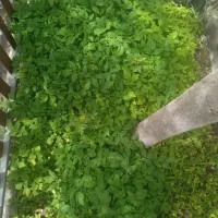 نهال گوجه فرنگی تضمینی