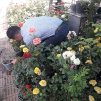باغبانی سم پاشی هرسکاری کوددهی بامهر فاکتور شرکت