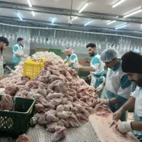 نیروی کار جهت کار در قطعه بندی مرغ