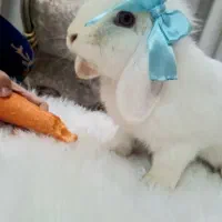 خرگوش لوپ سفید|موش و خرگوش|علی‌آباد کتول, |دیوار