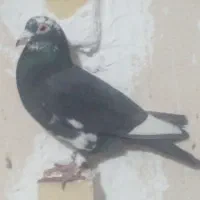 ۲ عدد کبوتر پلاکی نر