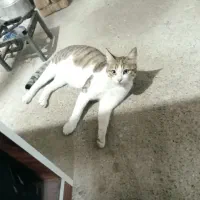 گربه گمشده|گربه|سلماس, |دیوار