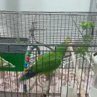 یه جفت طوطی.برزیلی نر و ماده شیطون بلا دستی|پرنده|کامیاران, |دیوار