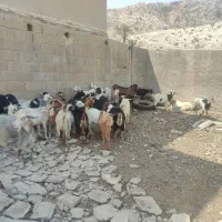 گوشت‌کهره‌‌وبز‌درخدمت‌دوستان‌هستم|حیوانات مزرعه|جم, |دیوار