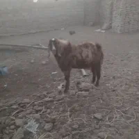یک عدد تکشاد پاکستانی بفروش میرسد|حیوانات مزرعه|جزنیک, |دیوار