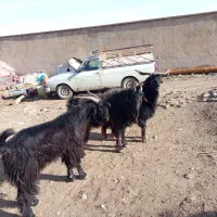 فروش پاژن داشتی نژاددار جوان جوان