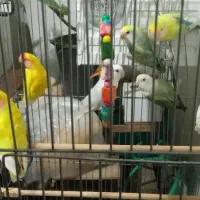 طوطی عروس کوتوله ملنگو مرغ عشق|پرنده|گلبهار, شهر جدید گلبهار|دیوار