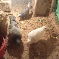 کبوتر جفتی و پرشی|پرنده|بجنورد, |دیوار