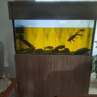 اکواریوم