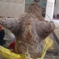 هیزه نگهدارنده روغن محلی