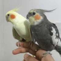 فروش جفت عروس