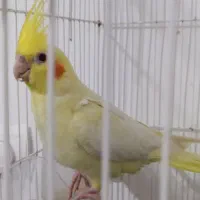 مرغ عشق|پرنده|مریوان, |دیوار