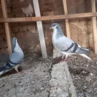 کو بدرنگ|پرنده|تاکستان, |دیوار