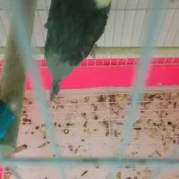 عروس هلندی سخن گو معاوضه با مرغ محلی|پرنده|بیرجند, |دیوار