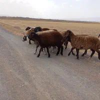 بره ماده افشارسرخ درشت وقلم دار ولی لاغر گله گرد