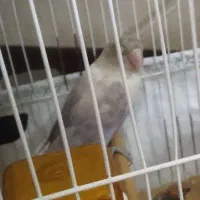 کوتوله ماده