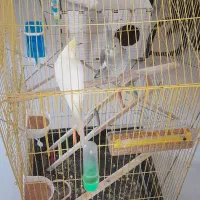 هلندی|پرنده|تهران, امام حسین|دیوار