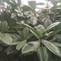 گل زیبای فیکوس