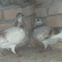 پلاکی|پرنده|بستان آباد, |دیوار