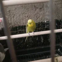 مرغ عشق انگلیسی|پرنده|ورامین, ورامین|دیوار