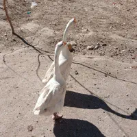 قوغاز|حیوانات مزرعه|صومای برادوست, |دیوار