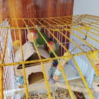 طوطیبرزیلیدوعددنروماده