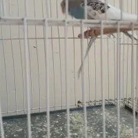 مرغ عشق|پرنده|زرقان, |دیوار