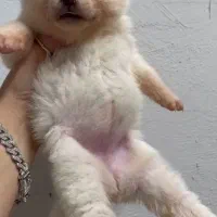 توله آکیتا ژاپنی