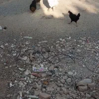 تیمچه مرغ بلک استار|حیوانات مزرعه|کویرات, |دیوار