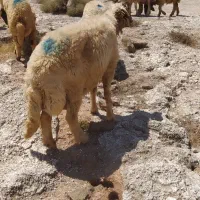 قوچ دم زرد