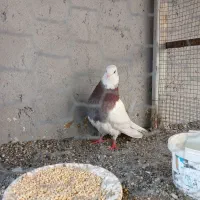 کفتر طوق سرخ