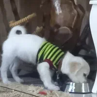 اشپیتز قیمت 5فوری|سگ|کهریزک, |دیوار