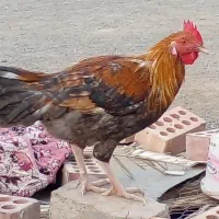 فروش خروس.و جوجه خروس محلی|حیوانات مزرعه|کهنوج, |دیوار