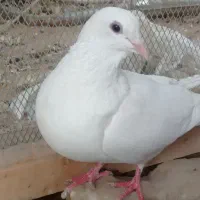 کبوتر سفید|پرنده|سراوان, |دیوار