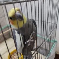 عروس سینامون نر