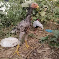 جوجه لاری 4 ماه