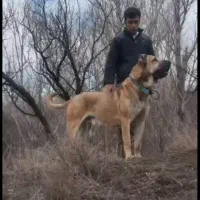 یک سگ سرابی اصل اصل