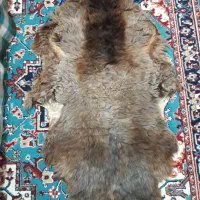 پوست گوسفند خشک شده