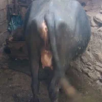 گتوند|حیوانات مزرعه|گتوند, |دیوار