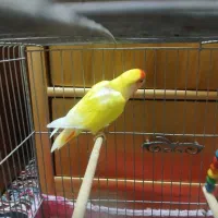 کوتوله و عروس هلندی