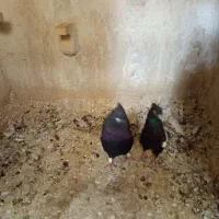 کبوترنرو ماده سینه سیاه جوان|پرنده|شیراز, شیخ علی چوپان|دیوار