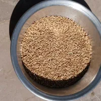 گندم،فروشی|لوازم جانبی حیوانات|کمیجان, |دیوار