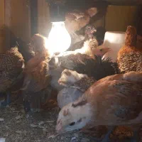 حیوانات مزرعه