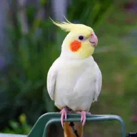 عروس هلندی لوتینو ماده