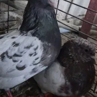 کبوتر|پرنده|گلبهار, شهر جدید گلبهار|دیوار