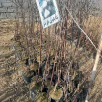 انوع نهال های سیاه ریشه ومرکبات