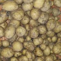 سیب زمینی بذری و سیب زمینی ممتاز|خدمات باغبانی و درختکاری|سرپل ذهاب, |دیوار