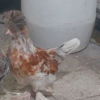 مرغ و خروس پا پر کاکولی چهل تاج بهترین نژاد